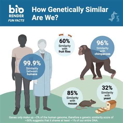 are feeding mice genetically similar to humans